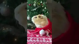 Guinea pig screams Merry Christmas