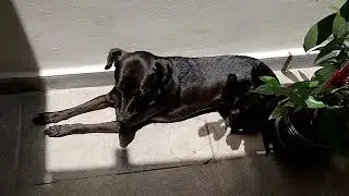 My life as a spoiled little dog