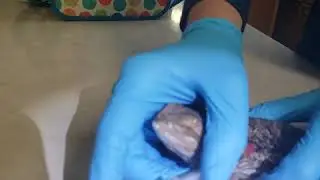 Giving subcutaneous injection to bearded dragon - Ceftazidime.