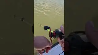 Bass hits my plastic worm #fishing #shorts