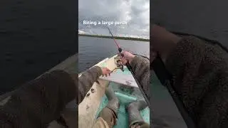 Perch bite per 700 grams