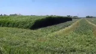 Sudangrass First Cut