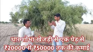 थार शोभा खेजड़ी से एक पेड़ से ₹20000 से ₹50000 तक की कमाई Thar sobha khejri  Bikaner खेजड़ी के पौधे