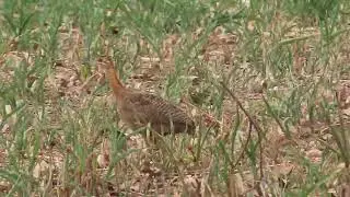 Fauna Rural Nº11 Perdiz(Rhynchotus rufescens), Red-winged Tinamou.