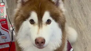 Roman daily life 😂🤭😃🫶🐶😂 #husky #huskyfun #funnyhusky #cute #funny #roman520