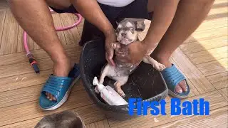Three-Month Old French Bulldog Puppy First Bath