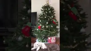 White Christmas by Danny Couch