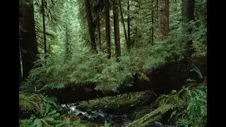 The leaf man is sinking. (Analog horror video) #loneliness #unsettling  #forest