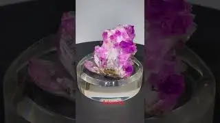 Gemstone Lovers | Gemstone Mafia | Gemstone Valley