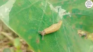This snail playing very cute wow 😱 Crabs #crab #crabs #crabgame  #animals