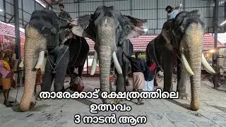 താരേക്കാട് ക്ഷേത്രത്തിലെ ഉത്സവം - 3 നാടൻ ആന #pambadyrajan #palakkad #aana 