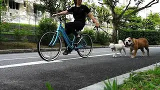 DOG SCARED OF CARS AND BIKES