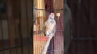 Kicau burung BLACKTHROAT buka sayap #birds #masteranjernih #kicaumania