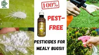 control for mealy bugs #happy gardens#pestfree plants