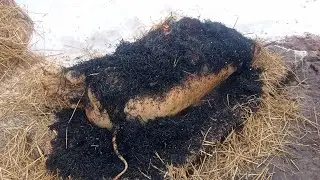 Снігопад а ми колимо кабанчика! 