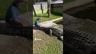 Salty being salty.  I had to share this again!!! #crocodile #closecall #love