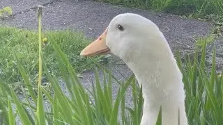 Emotional Support Duck #1 (existential crisis)