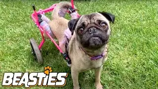 Meet Dixie The Disabled Pug | BEASTIES