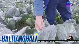 Andap o frost, patuloy na namemerwisyo sa ilang panig ng Benguet | Balitanghali