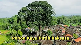 Pohon Kayu Putih Raksasa Yang Penuh Misteri Di Desa Tua, Marga, Tabanan, Bali