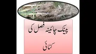 Pink China Garlic Fasal ke Katai