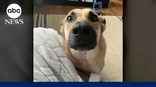 Mystery dog illness continues to spread