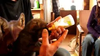 bottle-feeding of wolf puppy