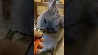 Chomping chipmunk 🦁 #treat #food #catvideos #love