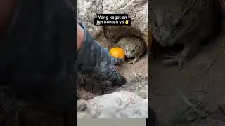 YANG KAGET-AN JANGAN NONTON #rurallifeinindonesia #funny #foryou #lucu #kocak #kaget #katak #ngakak