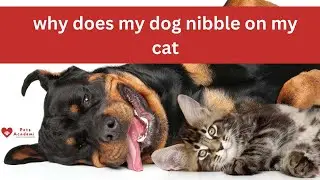 why does my dog nibble on my cat?  😸🐕#cat #dog #animals