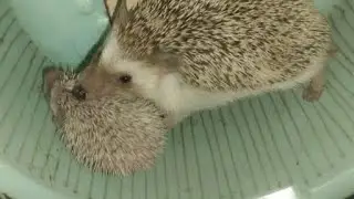 😱🦔 Ёжик Фила прячет ежат😈 Fila hedgehog and baby 🦔🦔 #ezhikafro #hedgehog #ёжик #family #cutebaby 