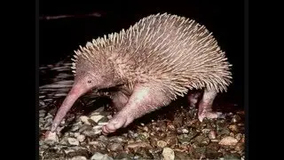 Increible mira Los Animales Mas Feos y RAROS DEL MUNDO jamas vistos por su rareza