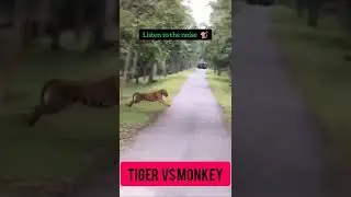 Tiger vs Monkey  🐒#running #shorts