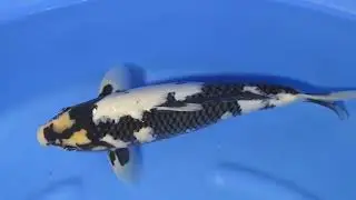 7. Shiro Utsuri 34 cm Bloodline Persona Omosako Koi Farm Certificate