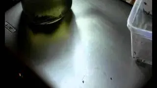 Nothobranchius rubripinnis hatching 0001.wmv