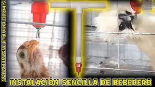 BEBEDERO PARA GALLINAS INSTALACIÓN SIN PEGAMENTO NI ABRAZADERAS DRINKER FOR CHENS INSTALLATION