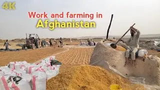 Afghan Rice - A day in life of rural farmers in Afghanistan | Village life in Afghanistan | 4K