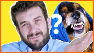 How Do Dogs Feel When You get Another Dog? | How to Introduce a New Puppy to your Dog