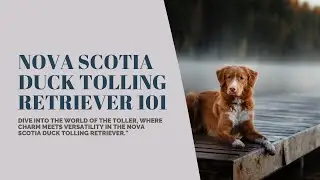 Nova Scotia Duck Tolling Retriever 101: A Guide to the Ultimate Waterfowl Companion