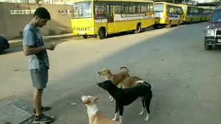 Feed Animal