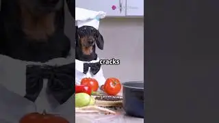 Dog Chef: Fried Rice Frenzy! #dogchef #friedrice#cutepets #funnyanimals #shorts