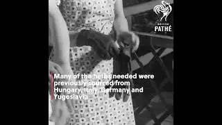 WW2 Herb Hunters  #shorts  #ww2  #interesting  #medicine  #facts