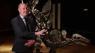 Dinosaur fossils on show at Christie's ahead of London auction