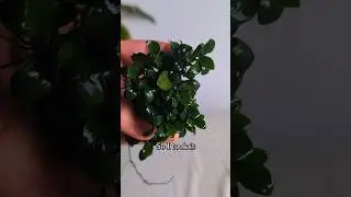 🌱Мой анубиас вышел из-под контроля🌿