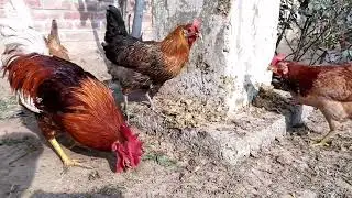 The Two Aseel started fighting while eating Aseel |Hen House| |Aseel