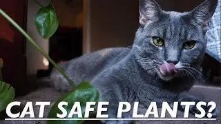 Indoor Plants Safe for Cats