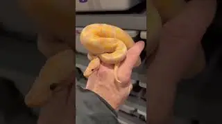 Orange ghost banana het pied plus a bonus morph!