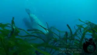 Seals Tasmania, Australia