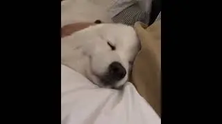 Sleeping Dog 🐶Short Video😻#shorts #youtubeshorts #dog