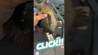 Snatching ShellCracker Souls! #fishing #shellcracker #outdoors #freshwaterfishing #bluegill #guide